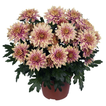 Без названия